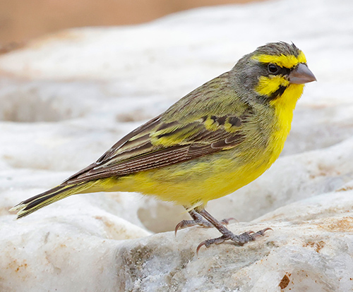 Yellow-fronted Canary